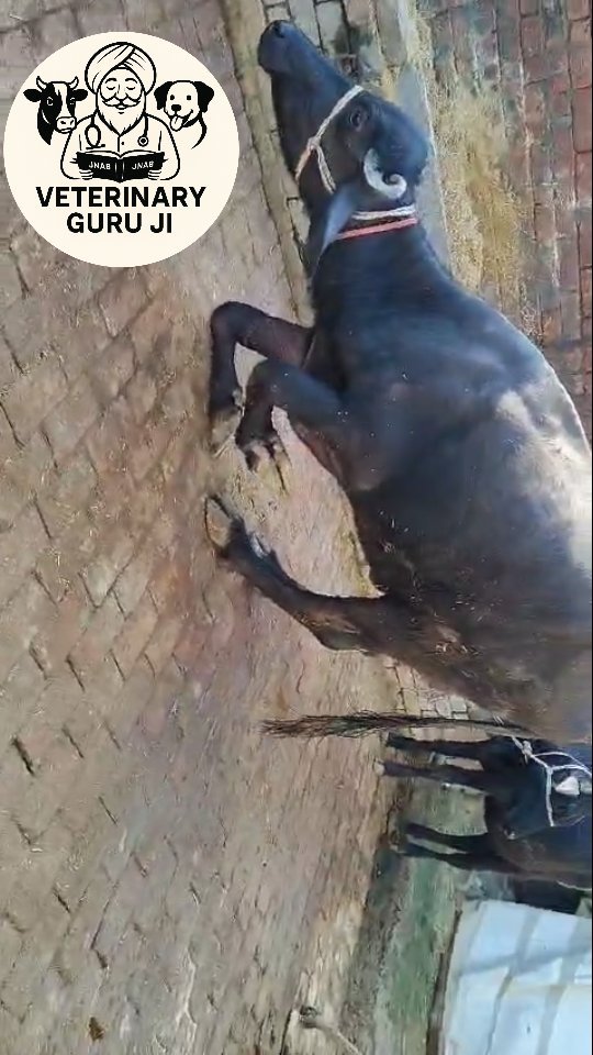 veterinary_guru_ji 게시물 이미지: #veterinaryguruji 
#seemadairyfarm...