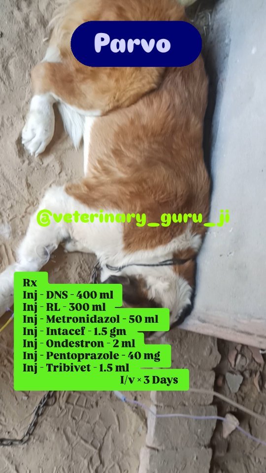 veterinary_guru_ji 게시물 이미지: Parvo 
#veterinaryguruji 
#rulhaniyadairyfarm...