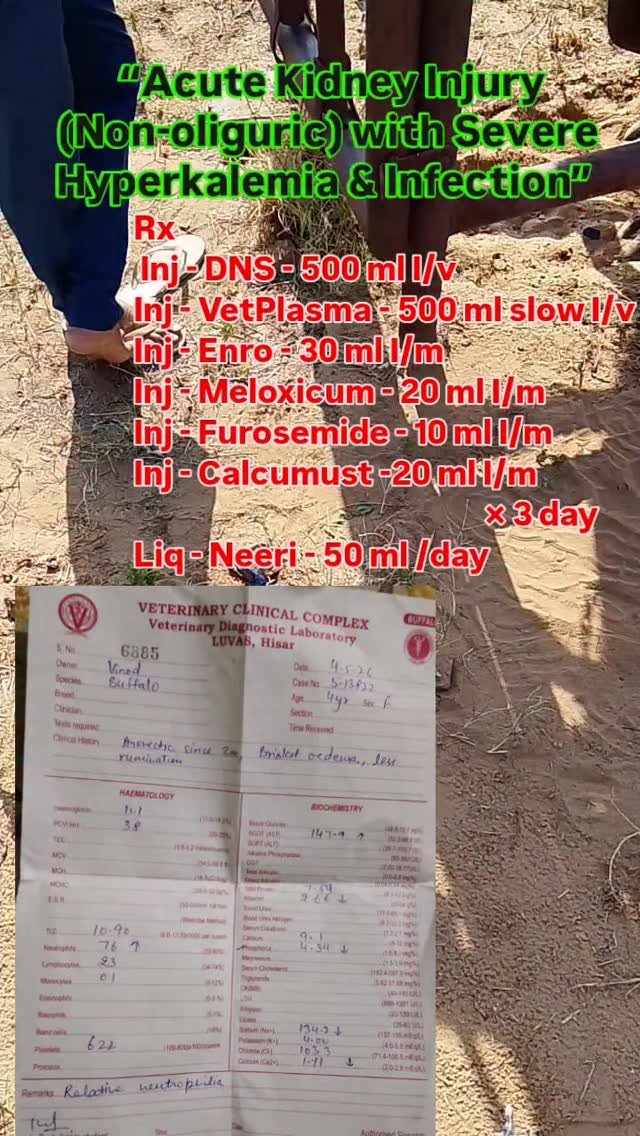veterinary_guru_ji 게시물 이미지: “Acute Kidney Injury (Non-oliguric) with...