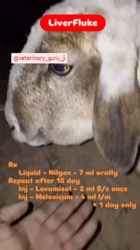 veterinary_guru_ji 게시물 이미지: Liver Fluke 

#veterinaryguruji...
