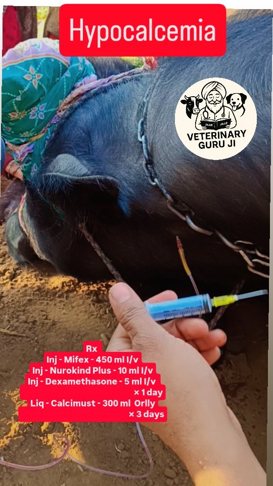 veterinary_guru_ji 게시물 이미지: Hypocalcemia 

#veterinaryguruji...