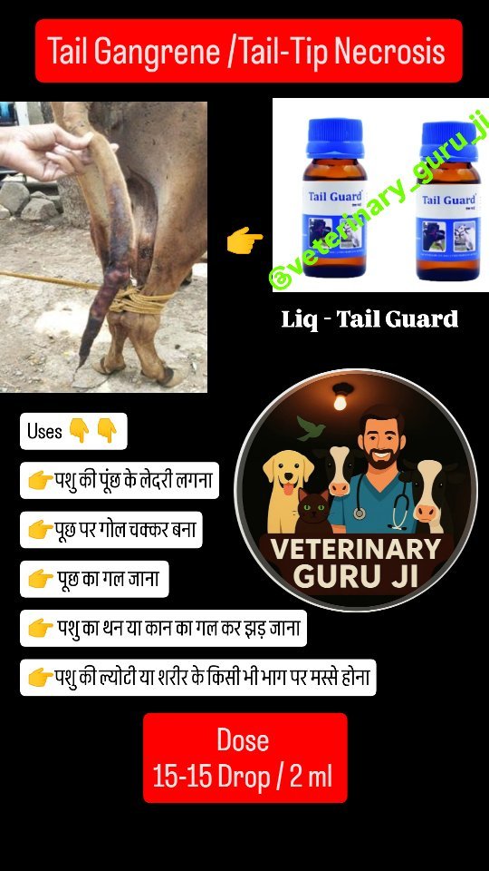 veterinary_guru_ji 게시물 이미지: tail gangrene or tail-tip...