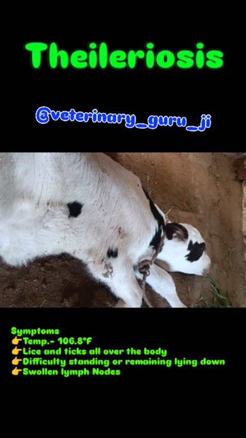 veterinary_guru_ji 게시물 이미지: Theileriosis
#veterinaryguruji 
#rulhaniyadairyfarm