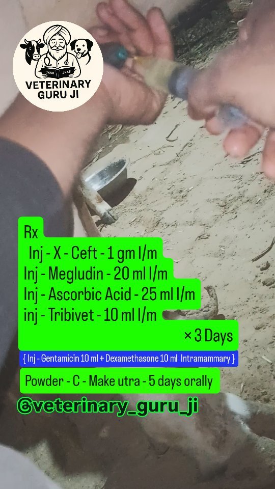 veterinary_guru_ji 게시물 이미지: Mastitis 
#jnabdairyfarm 
#seemadairyfarm...