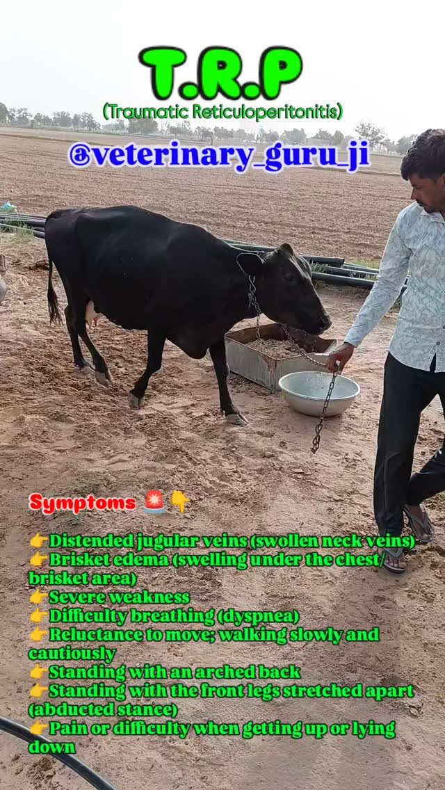 veterinary_guru_ji 게시물 이미지: Traumatic Reticuloperitonitis
#veterinaryguruji 
#trp