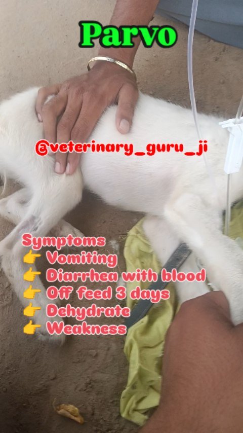 veterinary_guru_ji 게시물 이미지: Parvo 
#veterinaryguruji 
#pawanrulhaniya