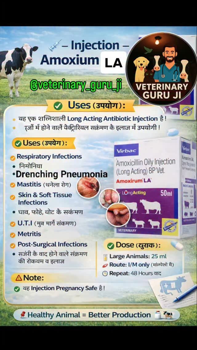 veterinary_guru_ji 게시물 이미지: Injection - Amoxirum LA
#veterinaryguruji...