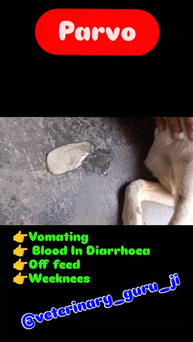 veterinary_guru_ji 게시물 이미지: Parvo
#veterinaryguruji 
#pawanrulhaniya...