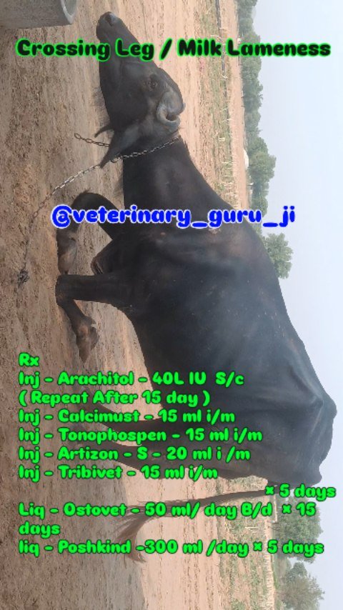 veterinary_guru_ji 게시물 이미지: Milk Lameness 
#veterinaryguruji