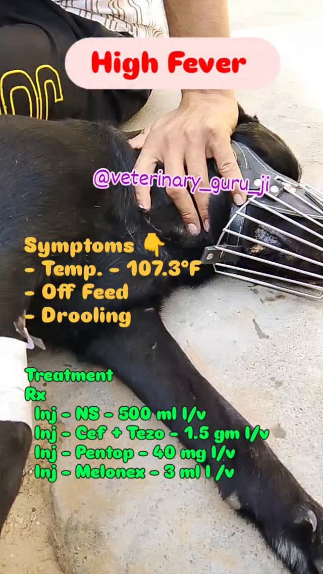veterinary_guru_ji 게시물 이미지: High Fever 🤒...