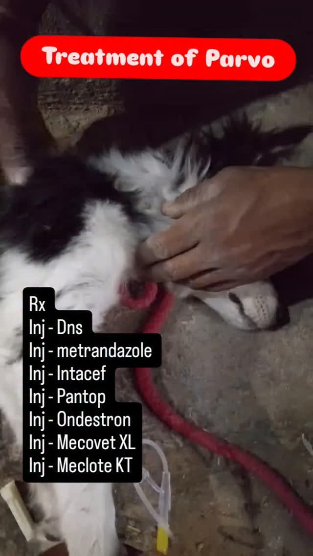 veterinary_guru_ji 게시물 이미지: Treatment of Parvo 

#veterinaryguruji...