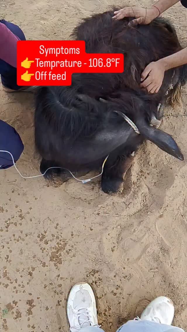 veterinary_guru_ji 게시물 이미지: High Fever 

#veterinaryguruji...