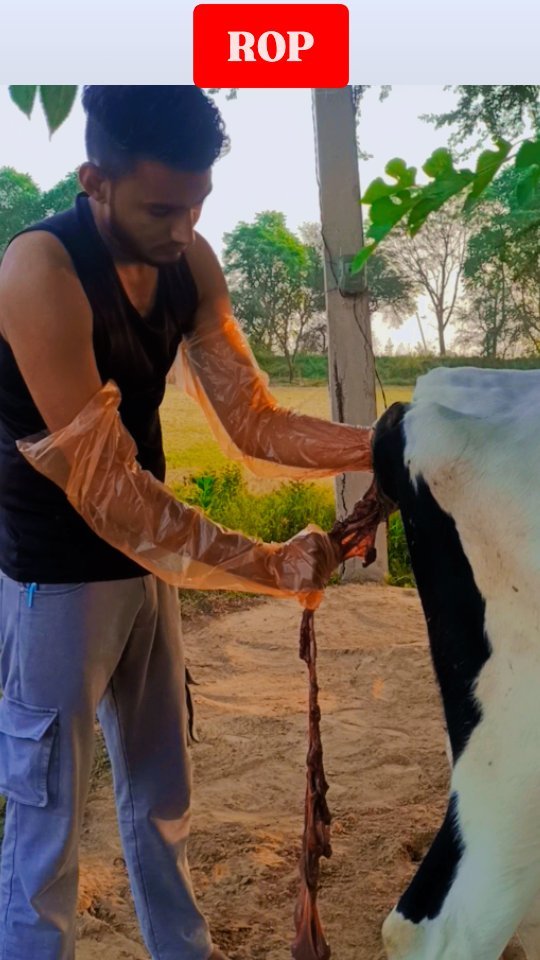 veterinary_guru_ji 게시물 이미지: ROP
#veterinaryguruji 
#jnabdairyfarm...