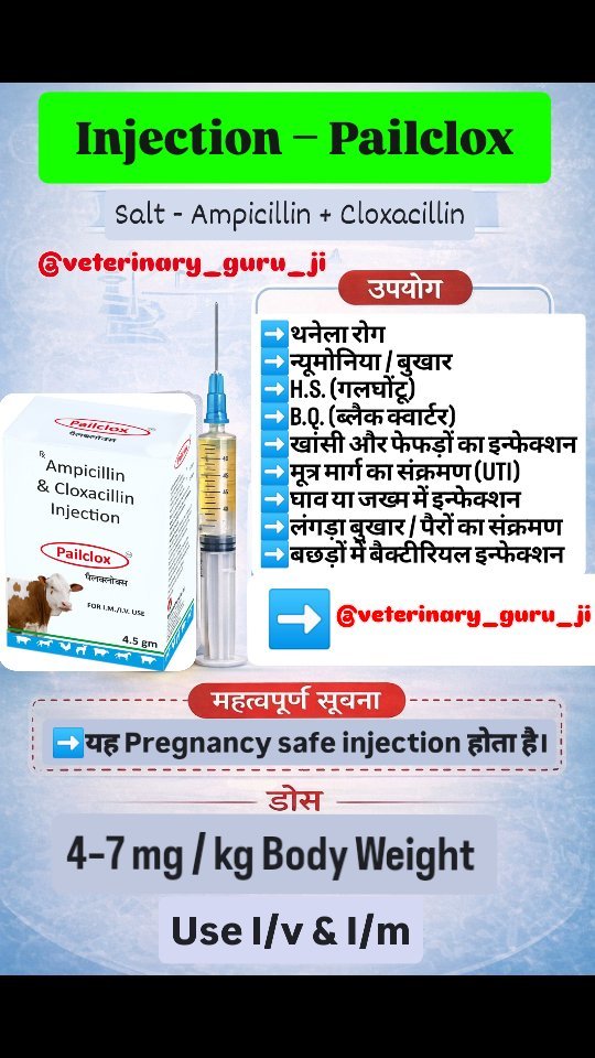 veterinary_guru_ji 게시물 이미지: Injection- Pailclox 
#veterinaryguruji 
#pawanrulhaniya