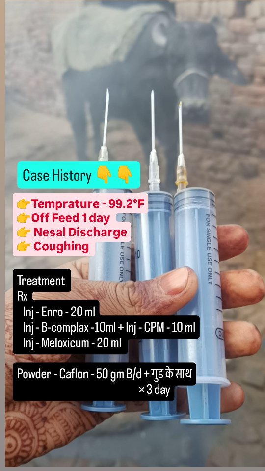 veterinary_guru_ji 게시물 이미지: #veterinaryguruji 
#rulhaniyadairyfarm...