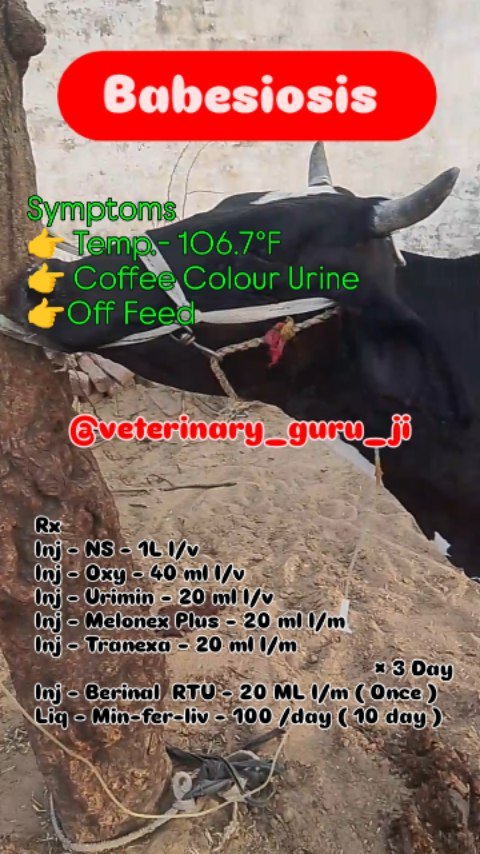 veterinary_guru_ji 게시물 이미지: Babesiosis 
#veterinaryguruji...