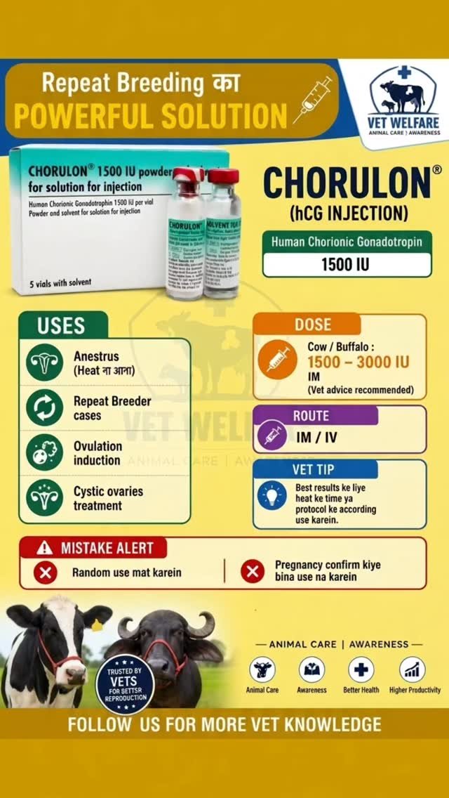 vetguru_01 게시물 이미지: Chorulon Injection Veterinary use #doctor...