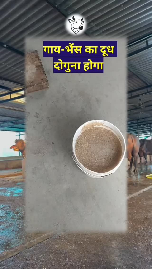 vetguru_01 게시물 이미지: दूध बढ़ाने का देशी नुस्खा