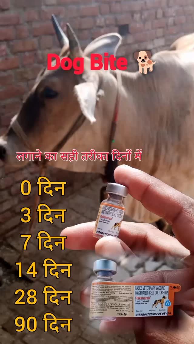 vetguru_01 게시물 이미지: Dog Bite vaccine लगाने का सही तरीका #doctor...