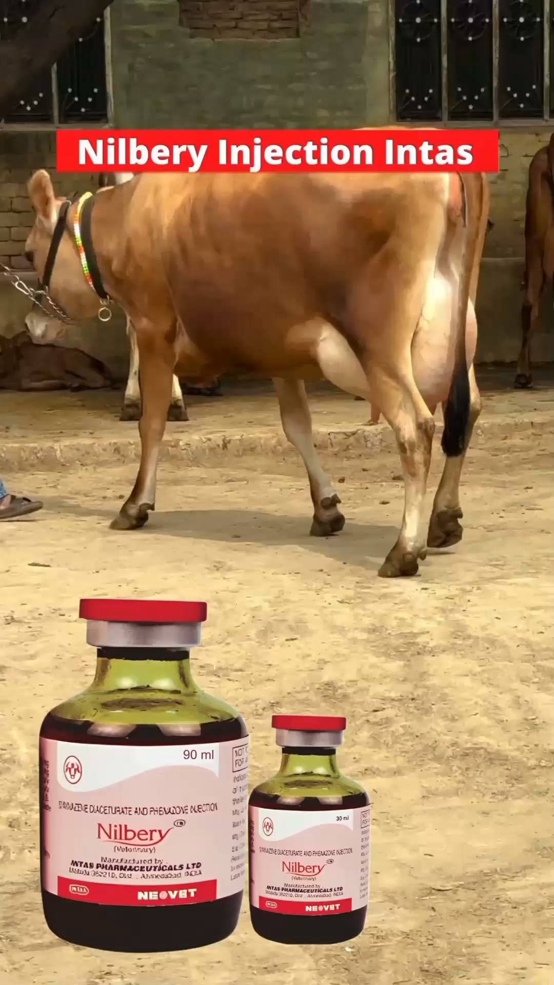 vetguru_01 게시물 이미지: Nilbery injection veterinary use #vetguru01...