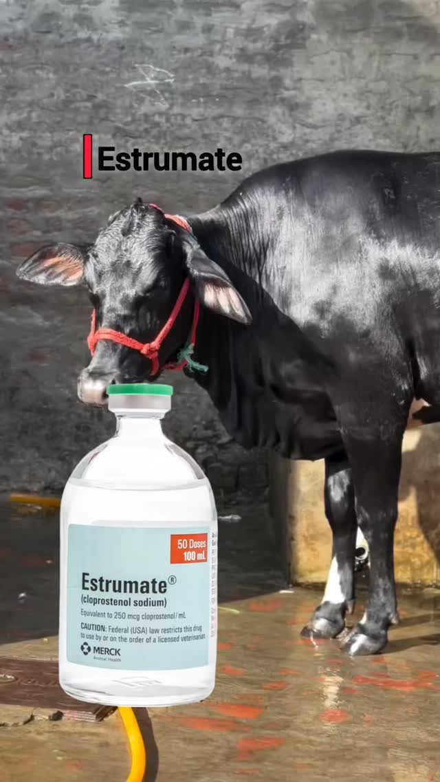 vetguru_01 게시물 이미지: Estrumate injection veterinary use #doctor...