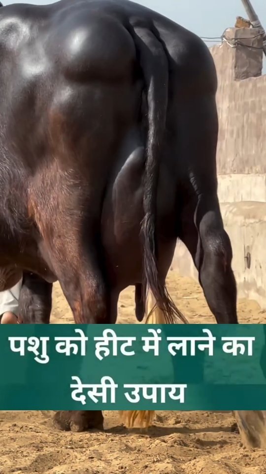 vetguru_01 게시물 이미지: पशु को हीट में लाने का देसी उपाय #doctor...