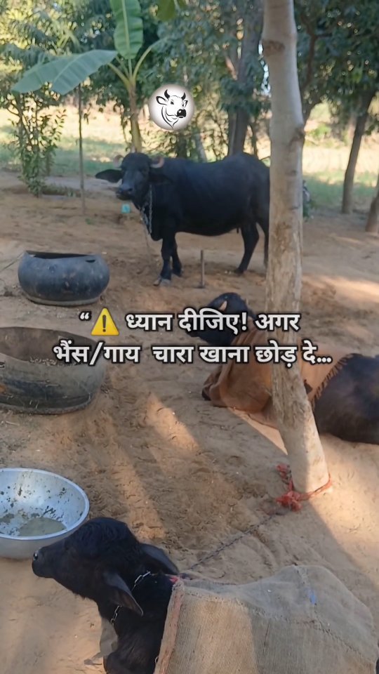 vetguru_01 게시물 이미지: ❌ अगर आपका पशु चारा नहीं खा रहा…तो दूध गिरना...