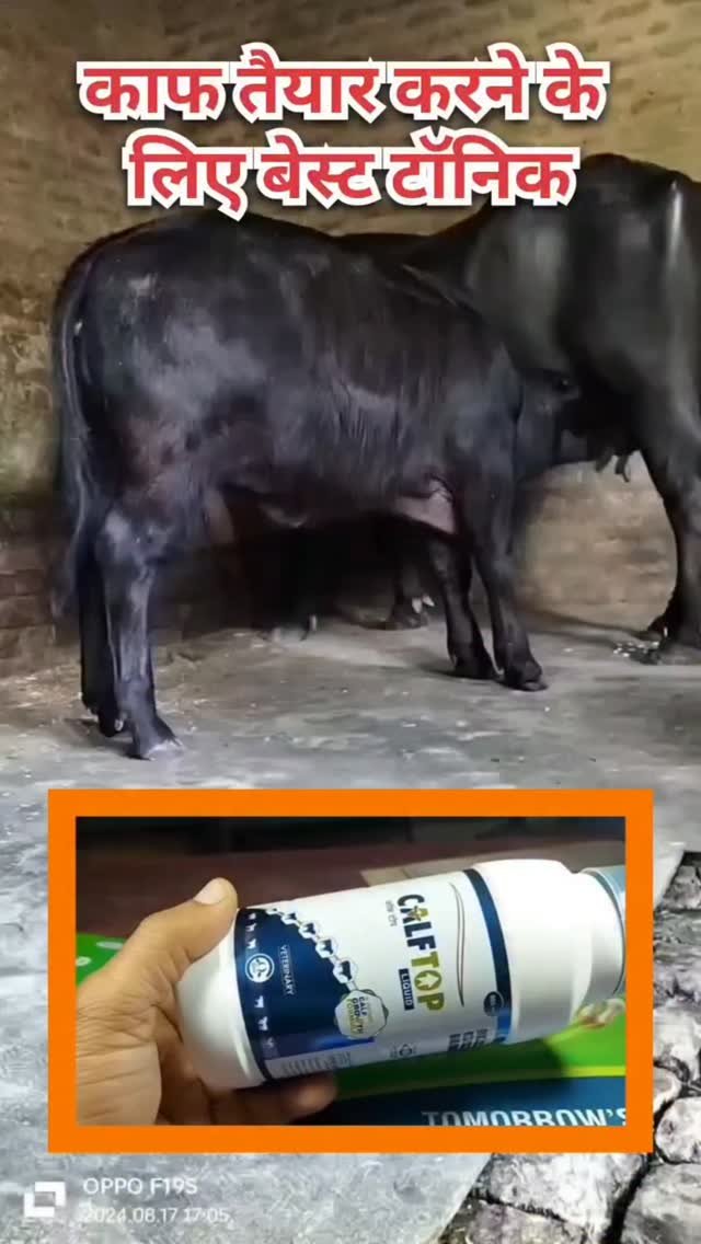 vetguru_01 게시물 이미지: काफ को तैयार करने का टॉनिक
#instagram...