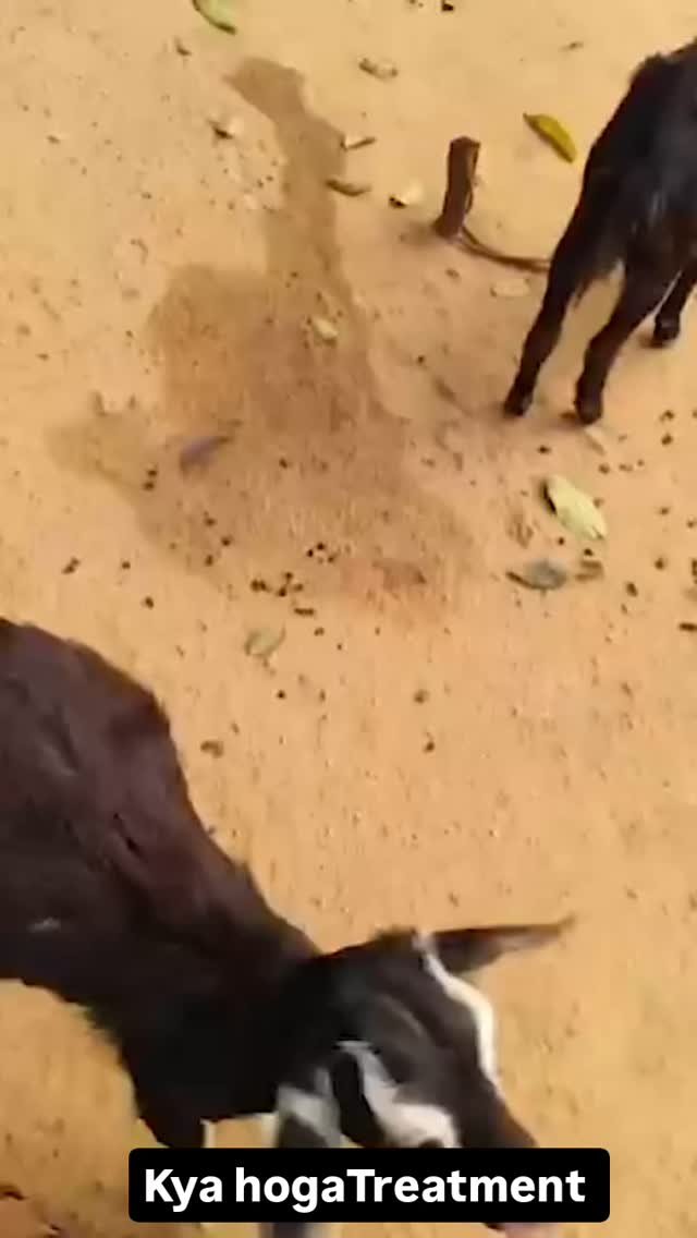 vetguru_01 게시물 이미지: Diagnosis and diseases.... 
#vet #explore...