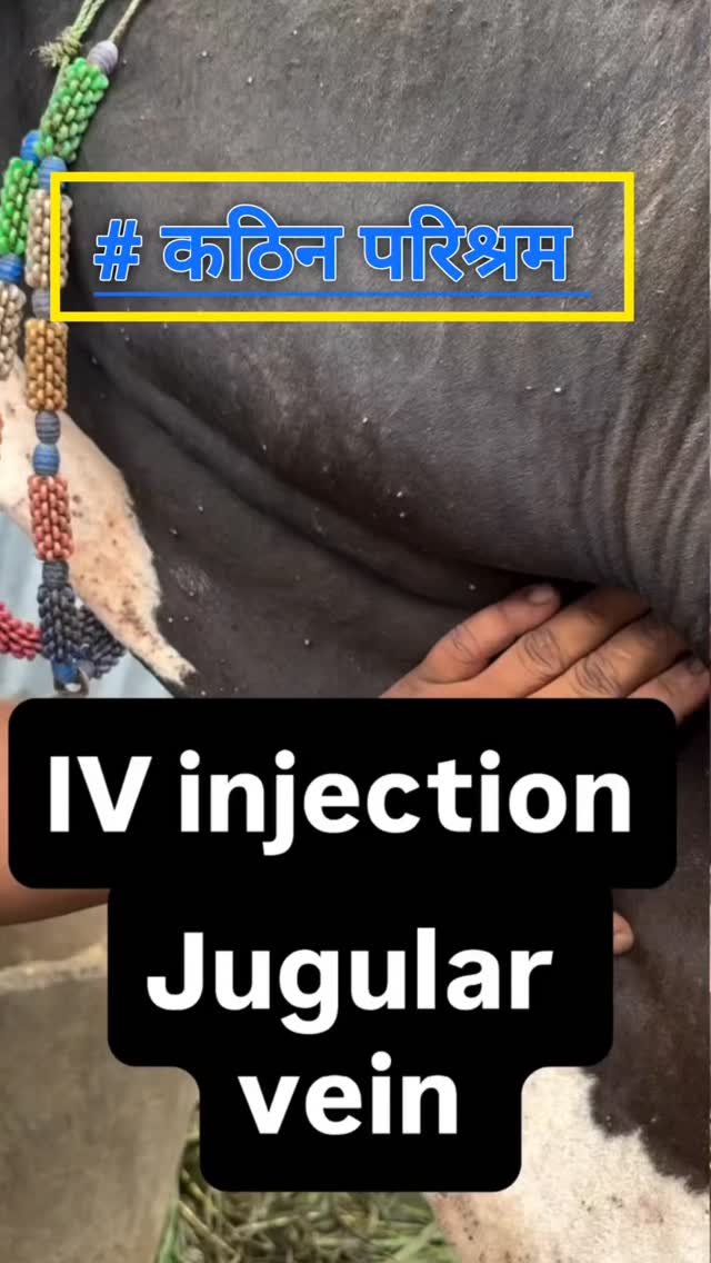 vetguru_01 게시물 이미지: Intravenous injection 

#doctor #vetguru_01...