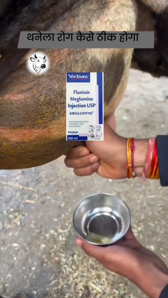 vetguru_01 게시물 이미지: थानेला रोग कैसे ठीक करें 

#doctor #vetguru_01...