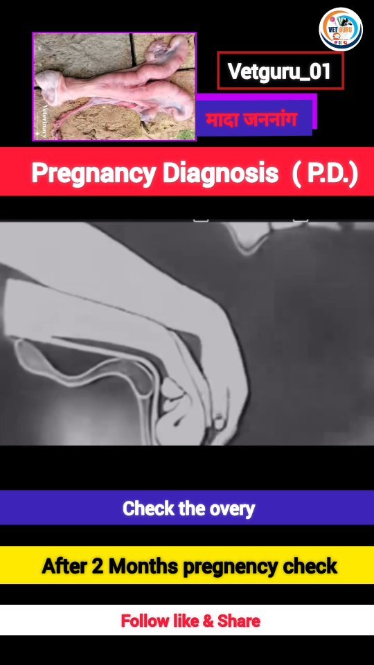 vetguru_01 게시물 이미지: Pregnancy Diagnosis 

@vetguru_01...