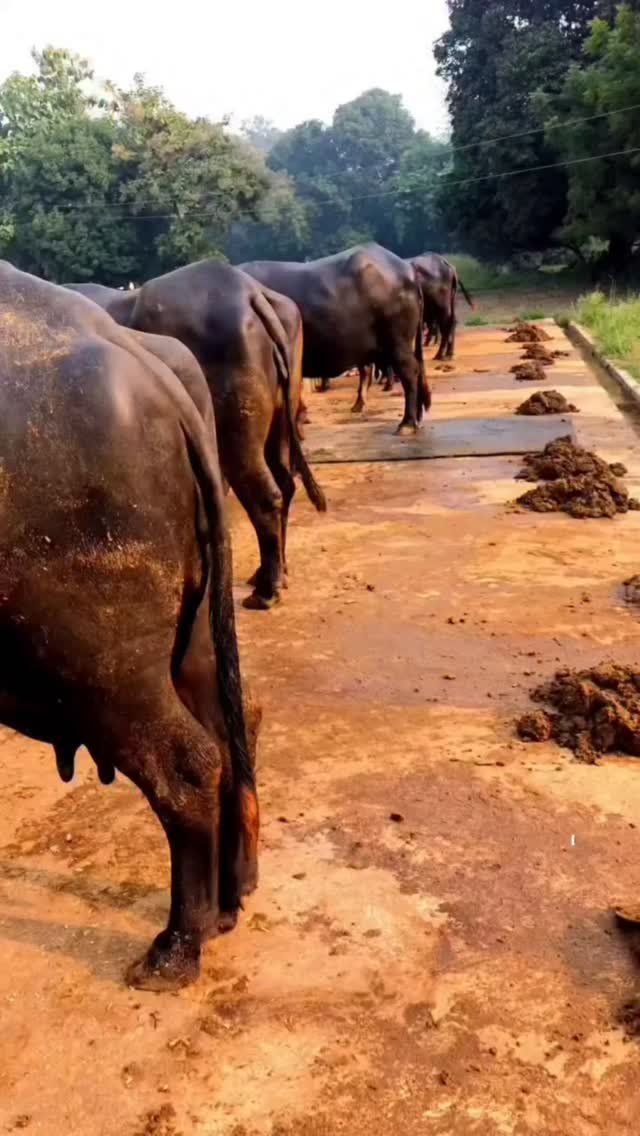 vetguru_01 게시물 이미지: #doctor #vetguru_01 #veterinaria #facebook...