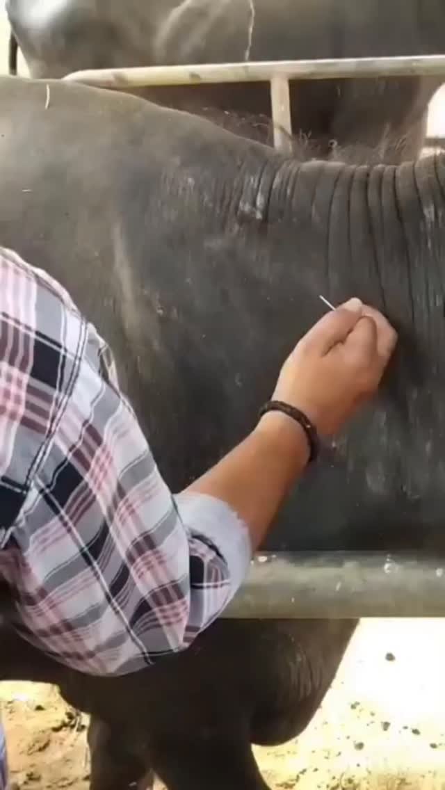 vetguru_01 게시물 이미지: Subcut injection veterinary use ⚕️ 

#doctor...