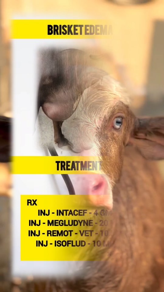 vetguru_01 게시물 이미지: Brisket Edima