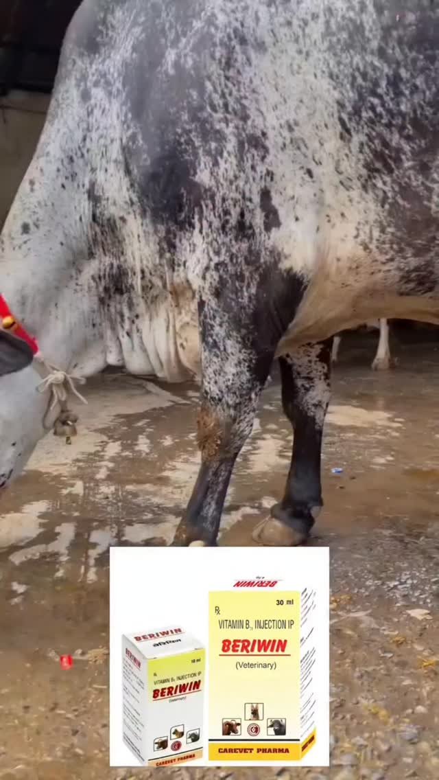 vetguru_01 게시물 이미지: Beriwin Injection Veterinary use ⚕️ 

#doctor...