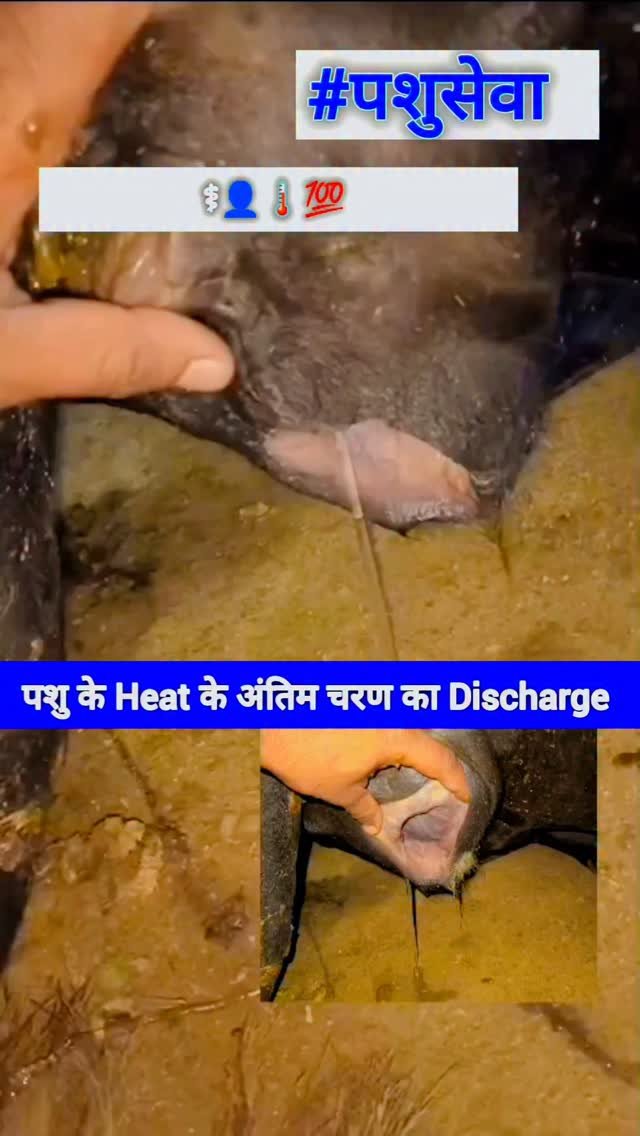 vetguru_01 게시물 이미지: 