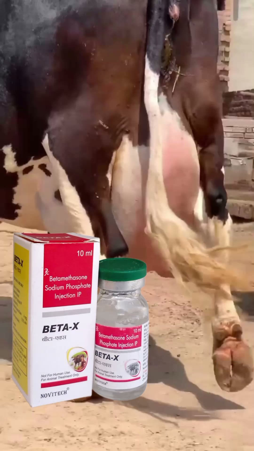 vetguru_01 게시물 이미지: Beta x injection veterinary use #vet...