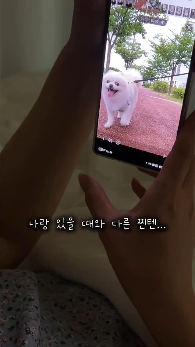 vi.manner 게시물 이미지: 여친이 진짜 하루에도
수박이 (반려견) 보고싶다고
수백번은 말하거든요?
심지어...
