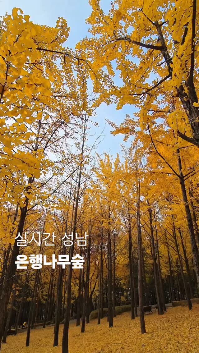 vibeseongnam 게시물 이미지: 🟡 가을정취 느끼기 좋은 희망대공원 은행나무숲 🟡

11/13 (목), 은행나무...