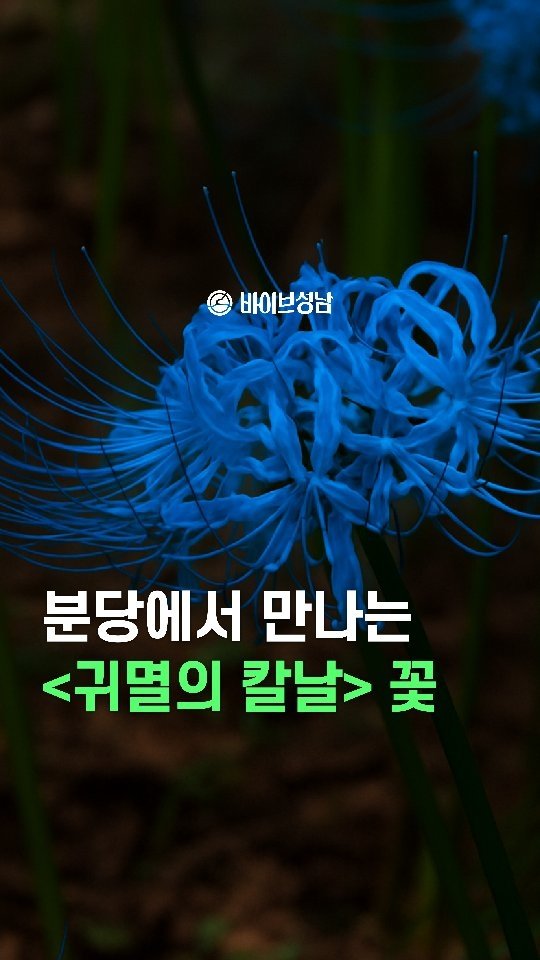vibeseongnam 게시물 이미지: 분당에서 만나는 피안화 꽃밭 (=꽃무릇 거리)

❗️9월26일~28일 절정으로...