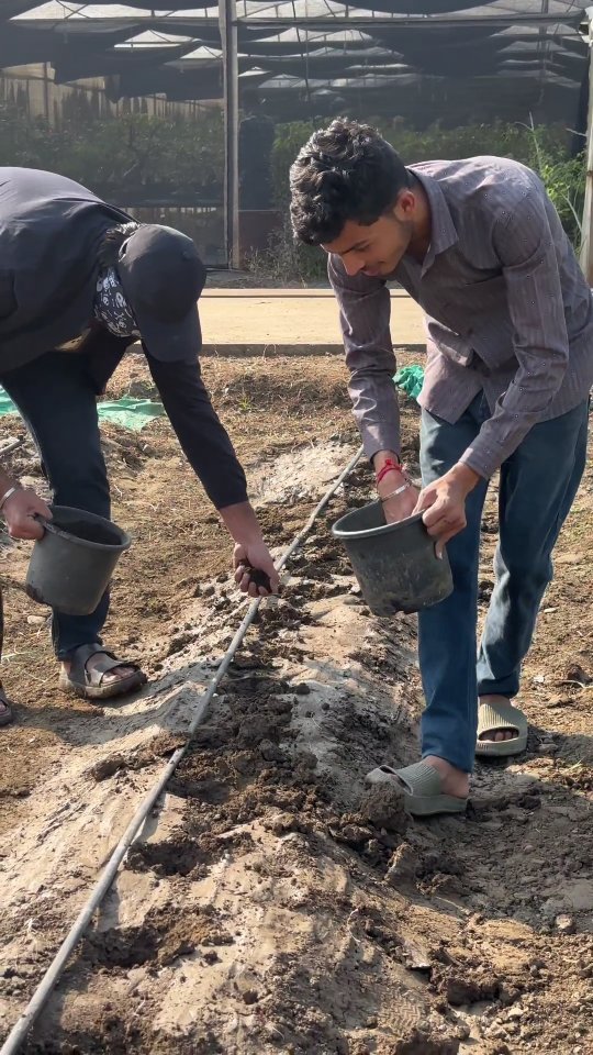 vibrant_orchard09 게시물 이미지: RISKIS ALWAYS BETTER THAN...