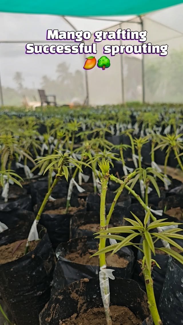vibrant_orchard09 게시물 이미지: Mango 🥭 grafting sprouting successfully in 15...