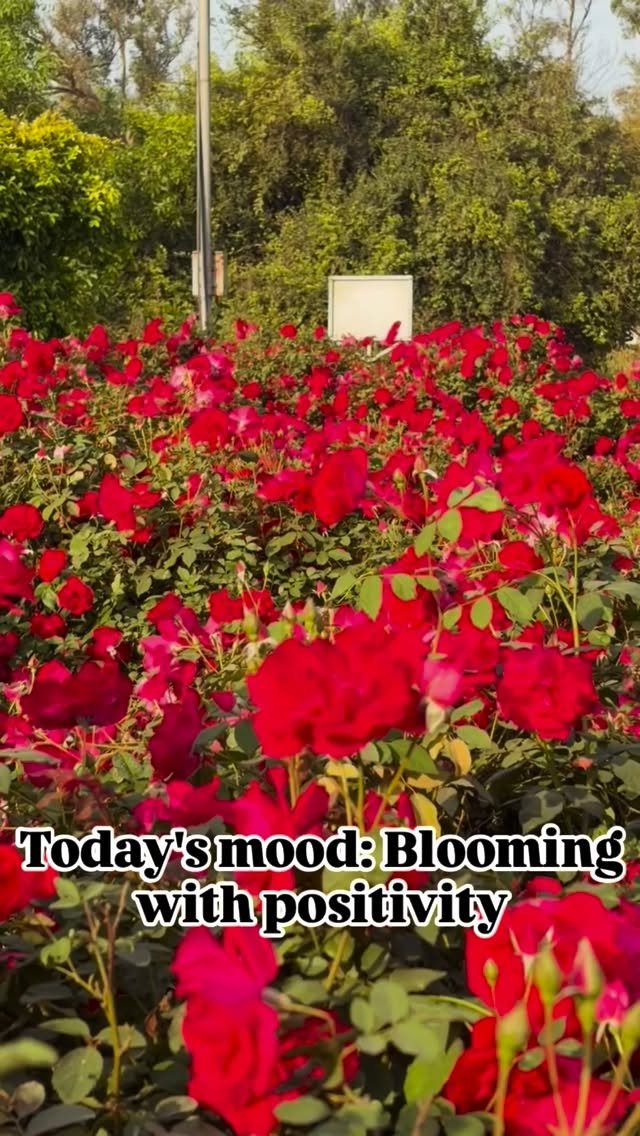 vibrant_orchard09 게시물 이미지: Today's mood: Blooming with...