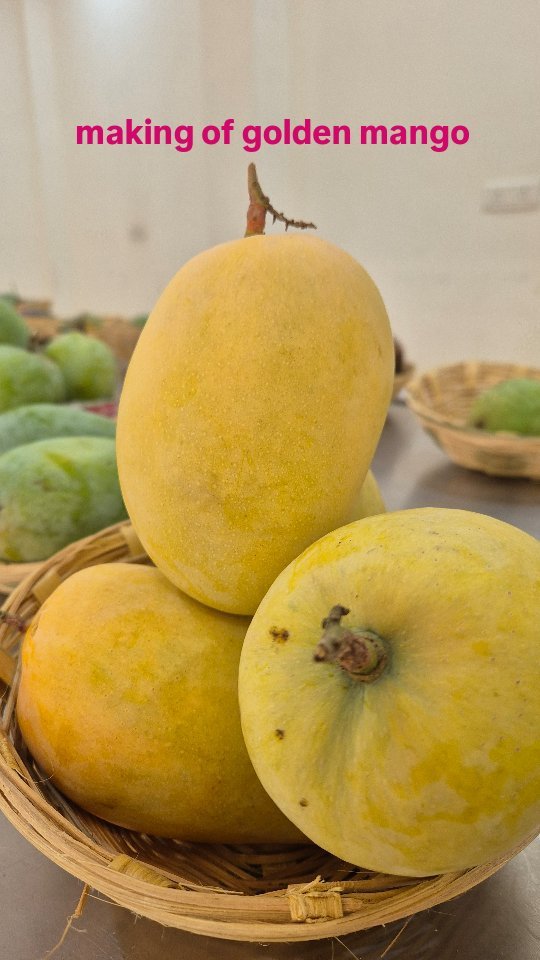 vibrant_orchard09 게시물 이미지: making of golden mango Without ripening...