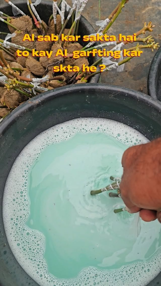 vibrant_orchard09 게시물 이미지: Al नोकरी kha सकता है lekin mango 🥭 grafting...