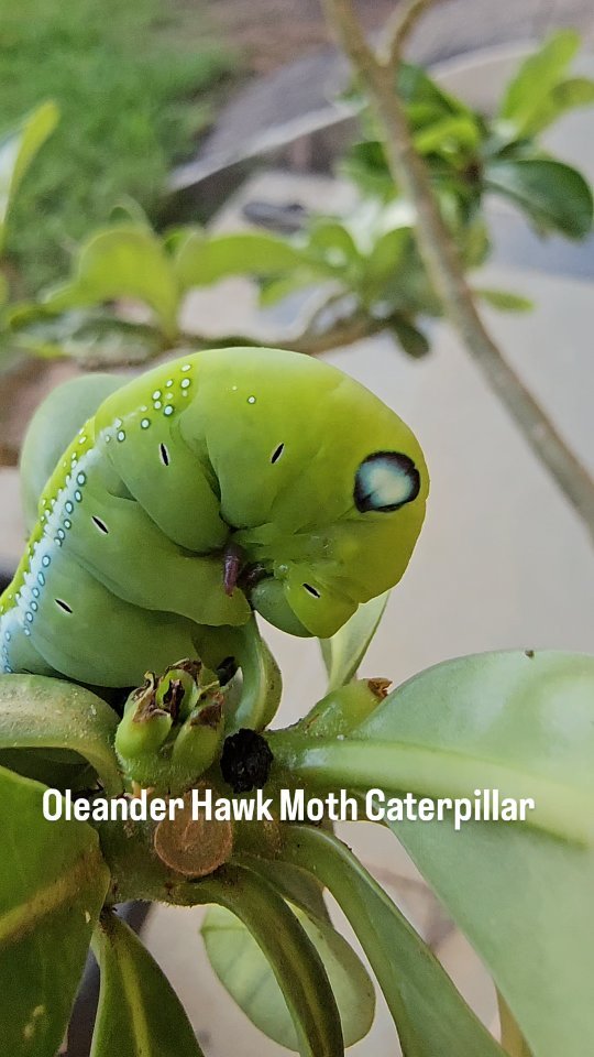 vibrant_orchard09 게시물 이미지: Oleander Hawk Moth Caterpillar in adenium...