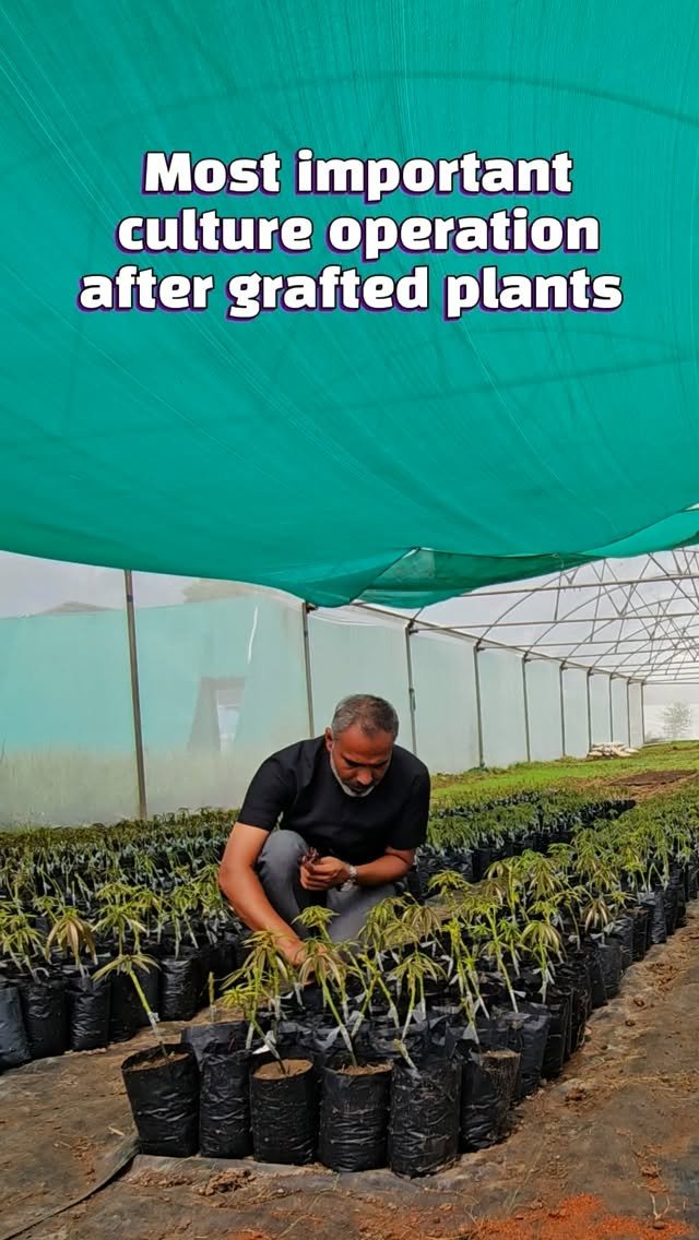 vibrant_orchard09 게시물 이미지: Important cultural opretion in mango grafting...