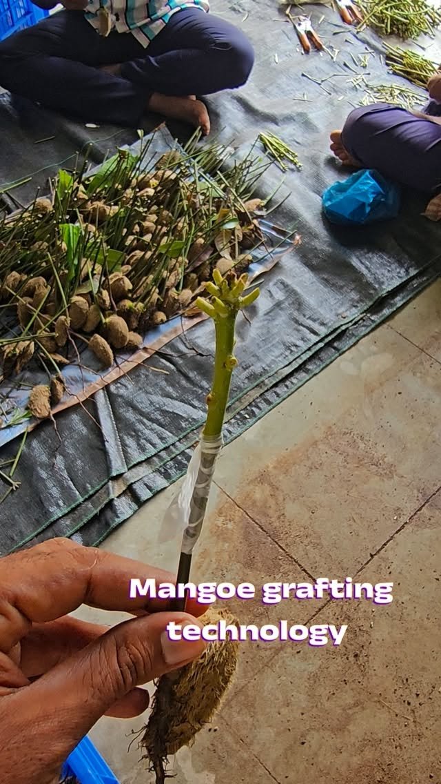 vibrant_orchard09 게시물 이미지: New mango grafting technology 
#brijeshpatel...