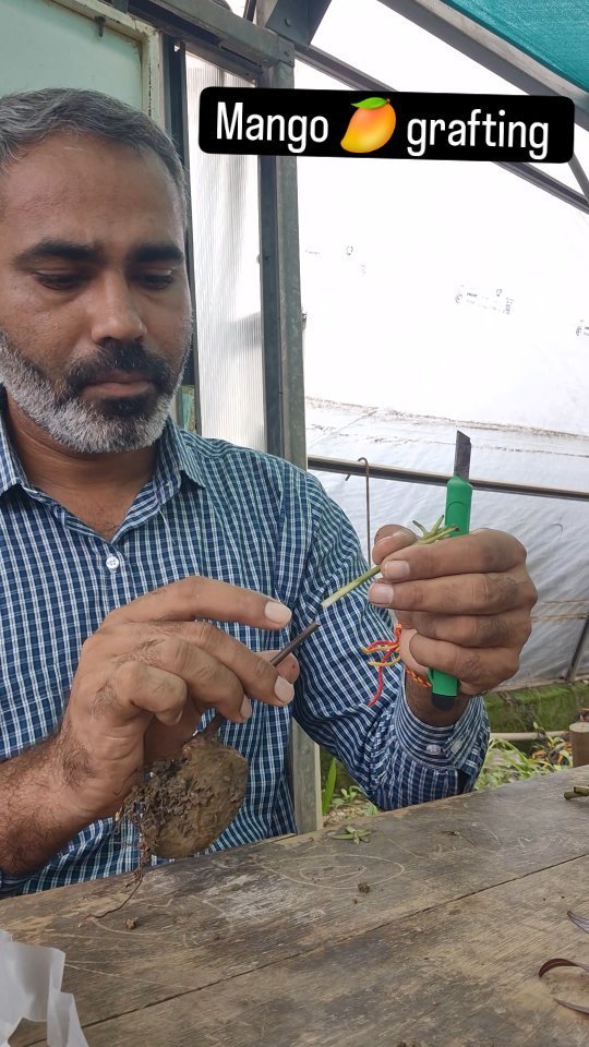 vibrant_orchard09 게시물 이미지: Kaya apne Mengo grafting kiya he...